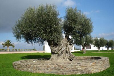 Olive Oil Tasting and Culinary Day Trip in Carmona