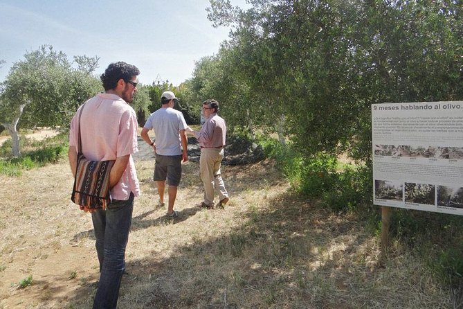 Olive Oil Tasting and Culinary Day Trip in Carmona - Stop 4: Plaza de San Fernando
