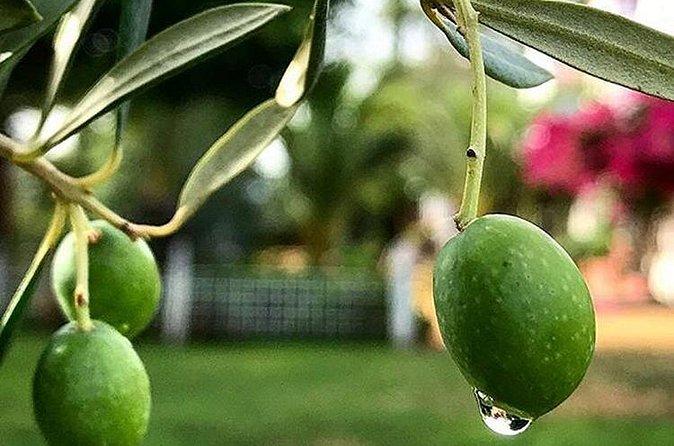 Olive Oil Tasting and Culinary Day Trip in Carmona - Stop 5: Puerta de Cordoba
