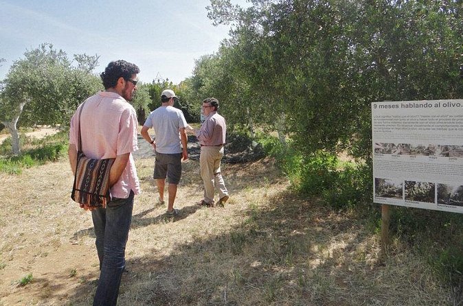 Olive Oil Tasting and Culinary Day Trip in Carmona - Stop 6: Iglesia de San Pedro