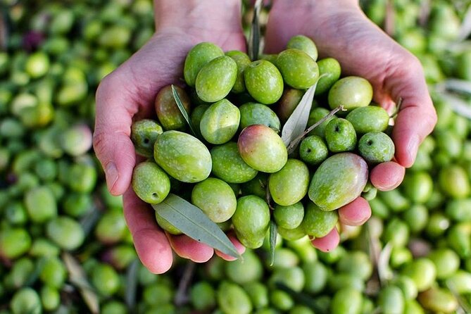 Olive Oil tasting breakfast & Tour in Cordoba - What makes the guides important