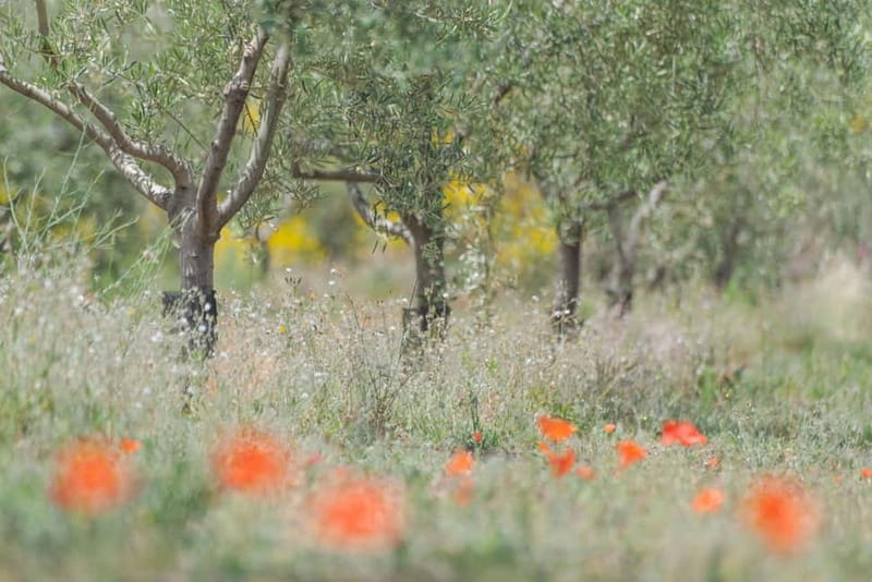Olive Oil Tasting Experience in Nicolosi - Seeing the oil mill and winery