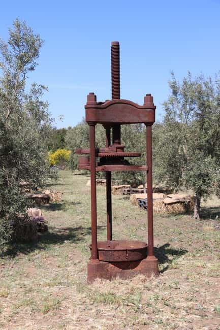 Olive Oil Tasting Experience in Nicolosi - Should you book this Nicolosi olive oil tasting?