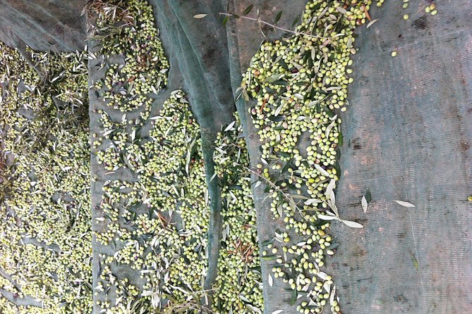 Olive Oil Tasting Tour - Why this small mill makes a good Crete stop