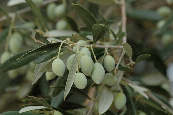 Olive Oil Tasting Tour - The tasting: three extra virgin oils and more