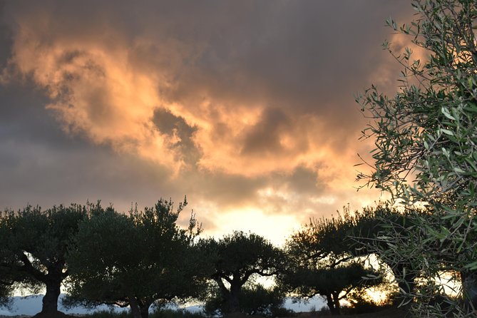 Olive Oil Tasting Tour - Timing your visit near Epanos Archanes