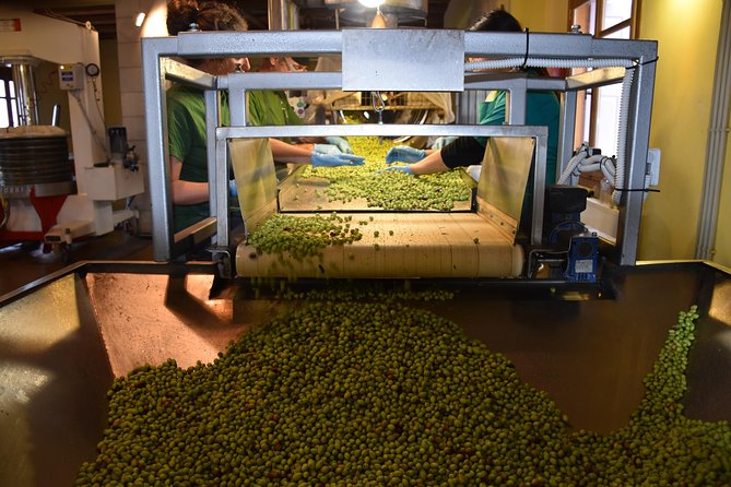 Olive Oil Tasting Tour - First Cold Pressed and Cold Extraction explained