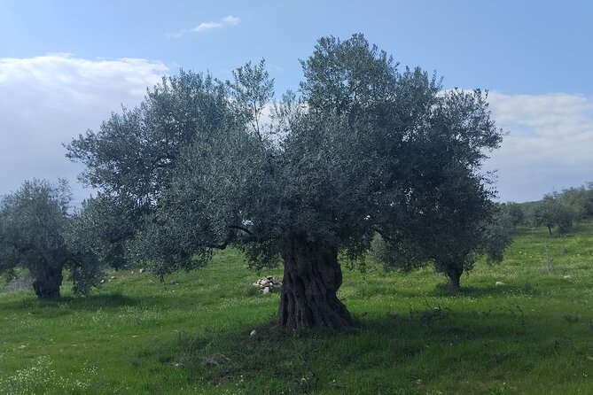 Olive oil tasting with seminar in Metagitsi - Halkidiki - The tasting: oil with feta, tomatoes, and tzatziki