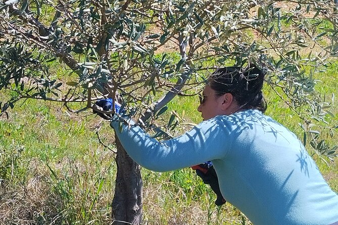 Olive oil tasting with seminar in Metagitsi - Halkidiki - A family-run atmosphere instead of a large food attraction