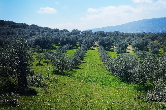 Olive oil tasting with seminar in Metagitsi - Halkidiki - Is $63.67 a fair price?