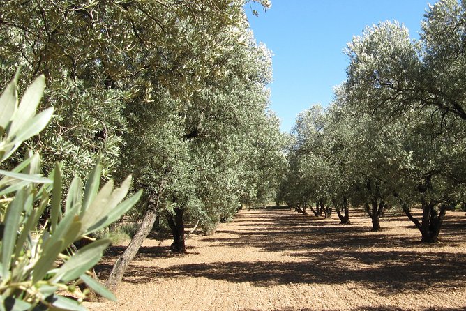 Olive Oil Tour and Visit to Belchite Old Town - Key points to know before booking