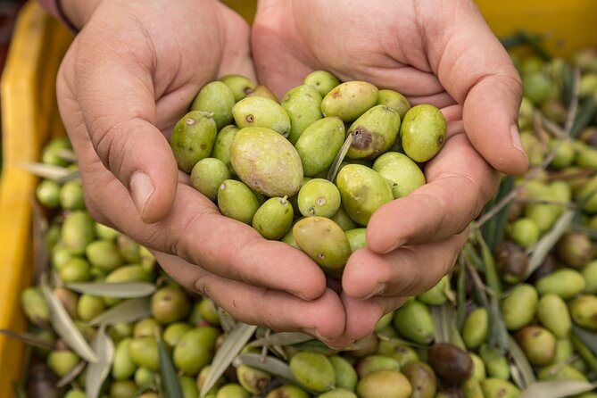 Olive Oil Tour Visit to the oil mill and olive oil tasting - Who will enjoy this experience most