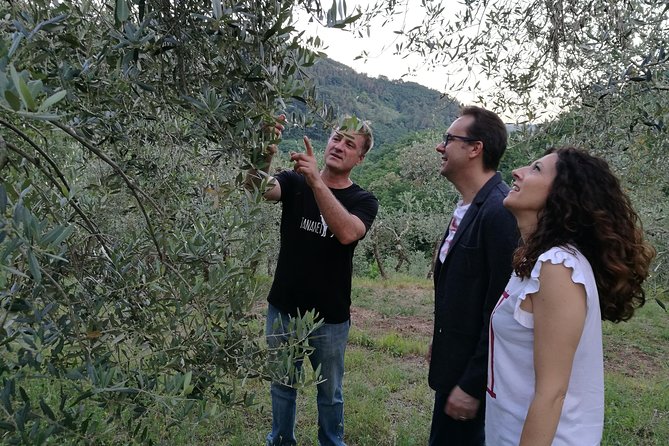 Olive Oil tour with Tuscan dinner - Key points at a glance