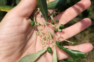 Olive Oil tour with Tuscan dinner