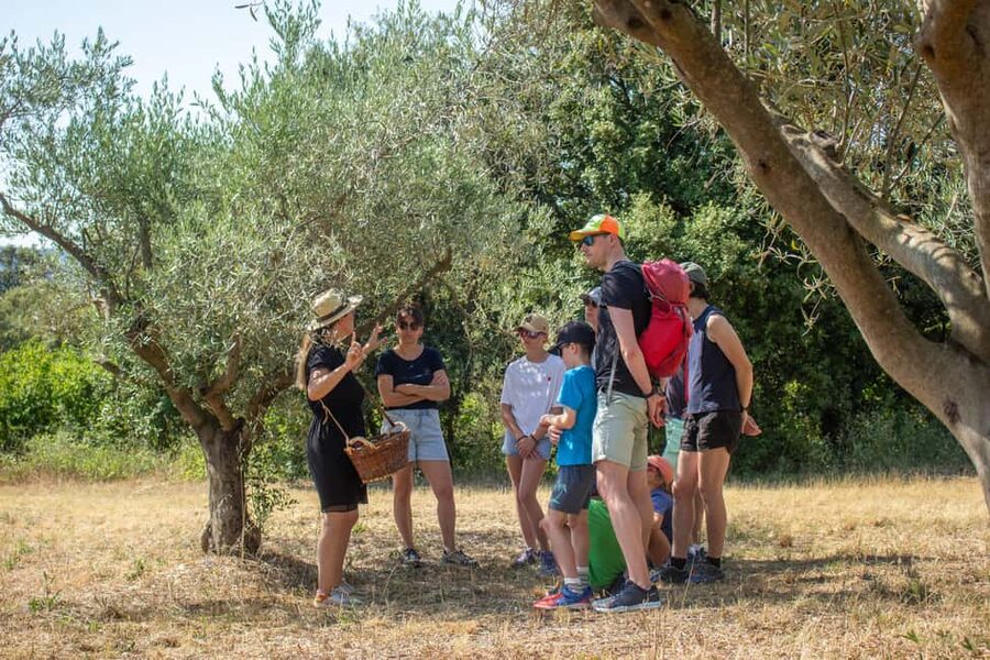 Olive oil: Visit to the olive grove, tasting - Key points at a glance