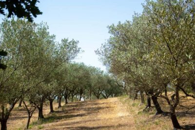 Olive oil: Visit to the olive grove, tasting