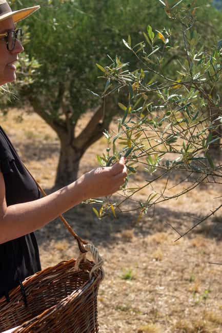 Olive oil: Visit to the olive grove, tasting - Who will enjoy this olive grove visit