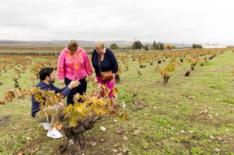 OLIVE OIL & WINE TOUR Organic fields - 5 Wines + 3Olive Oils - From Plaza de la Marina to the olive groves