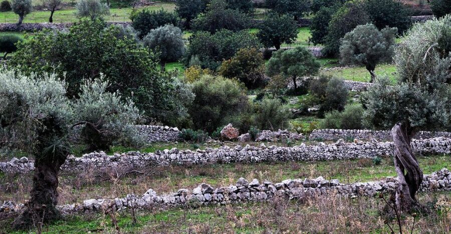 Olive plant and mill visit and tasting - Walking among Mallorca’s olive trees