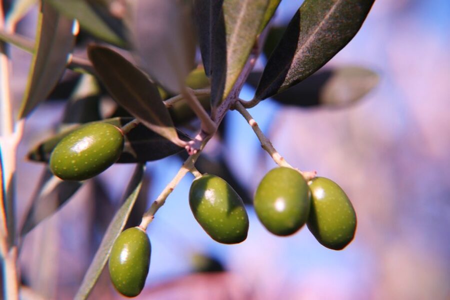 Olive plant and mill visit and tasting - Learning to recognize extra virgin olive oil