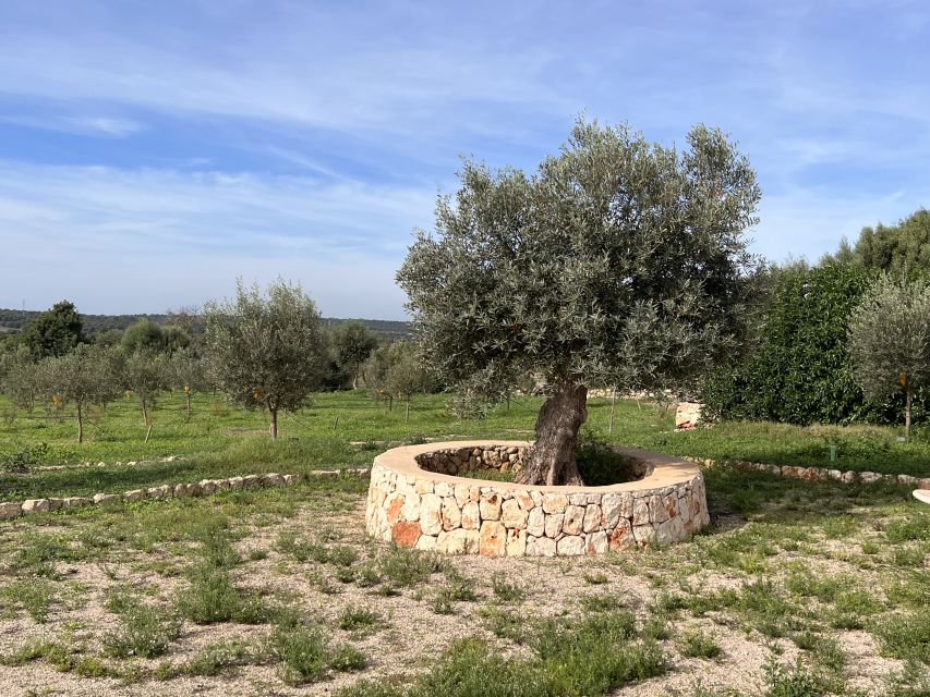 Olive plant and mill visit and tasting - The guides and the feel of a small group