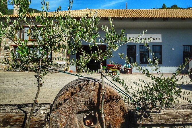 Olive Tour & Tasting - Why the private format changes the experience