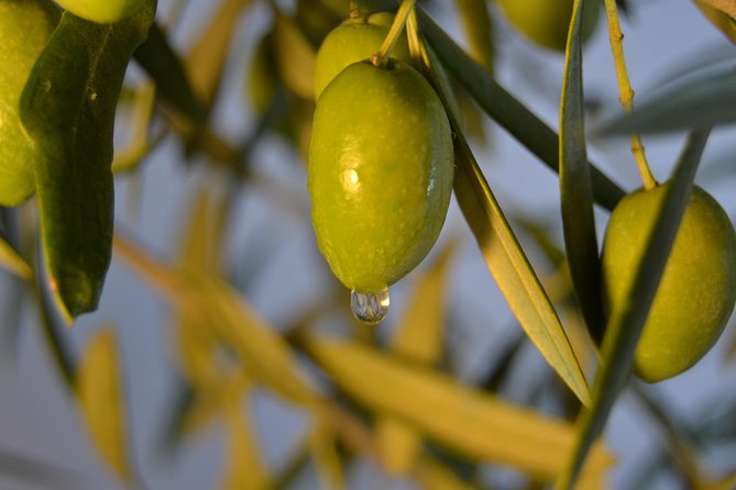 Olympia Shore Ex: Olympic site, Honey Farm & Olive Oil Tasting - The olive oil stop is useful, but know what it is