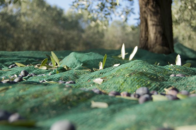 Olympia Shore Ex: Olympic site, Honey Farm & Olive Oil Tasting - Who will enjoy this shore excursion most