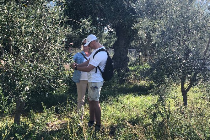 Organic Olive Grove tour & Olive oil tasting & lunch in Kalamata! - Is $144.82 a fair price?