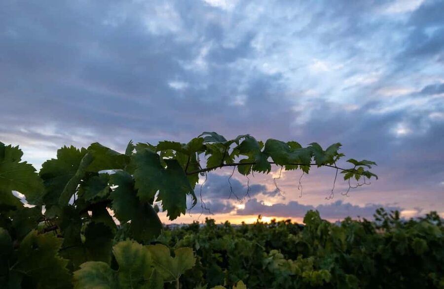 Organic Wine and Olive Oil Tasting Experience near Lecce - What the best guide can add