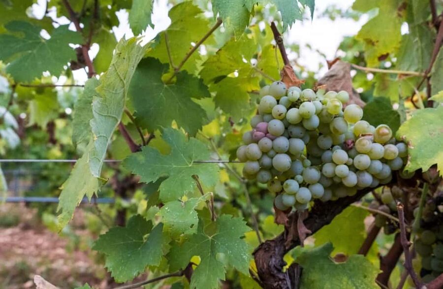 Organic Wine and Olive Oil Tasting Experience near Lecce - Who will enjoy this 90-minute experience most
