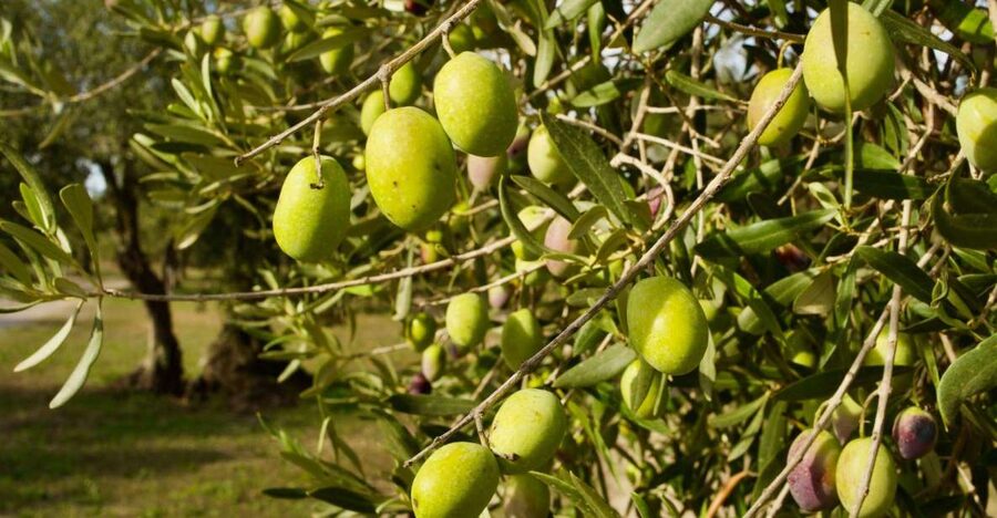 Oristano: Olive Tree Grove Guided Visit with Tasting - Key points to know