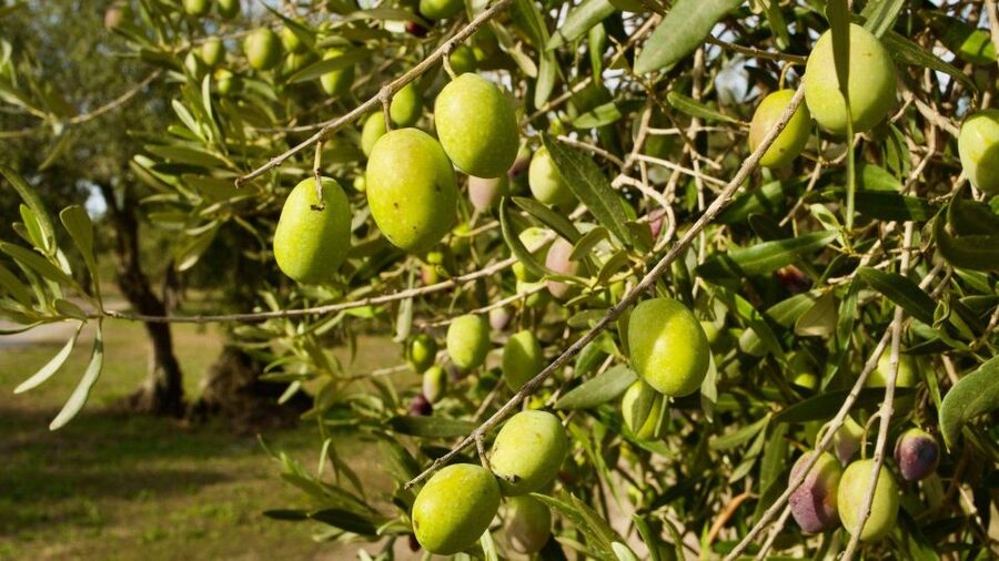 Oristano: Olive Tree Grove Guided Visit with Tasting - Why this olive grove visit feels different
