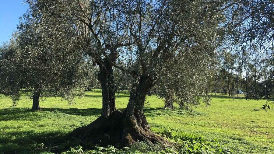 Oristano: Olive Tree Grove Guided Visit with Tasting - The old farmhouse, well, portal, and stone mill