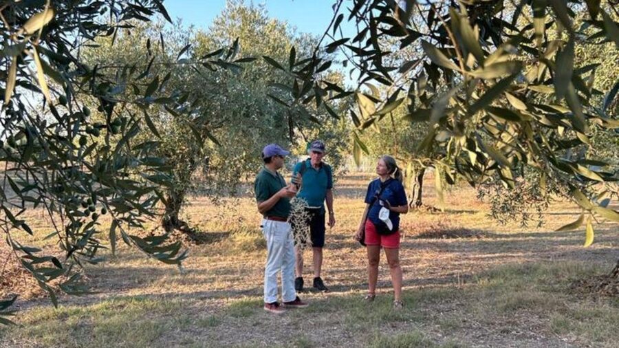 Oristano: Olive Tree Grove Guided Visit with Tasting - A tasting under the olive trees