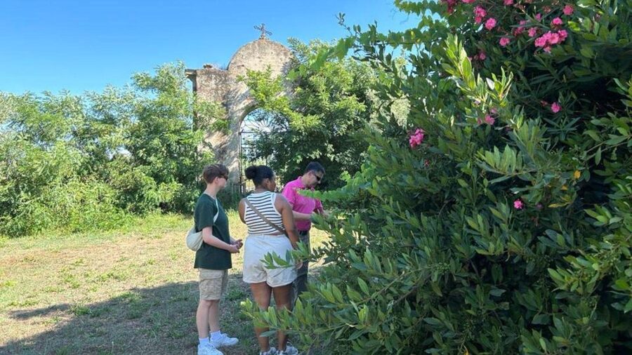 Oristano: Olive Tree Grove Guided Visit with Tasting - What the two-hour schedule means for your day
