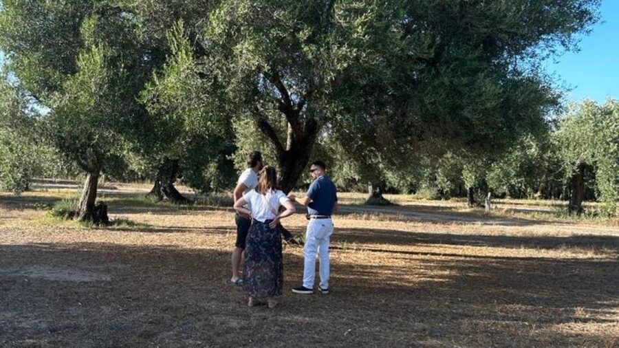 Oristano: Olive Tree Grove Guided Visit with Tasting - Is $56 a fair price?