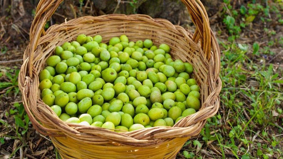 Oristano: Olive Tree Grove Guided Visit with Tasting - Walking beneath centenary trees