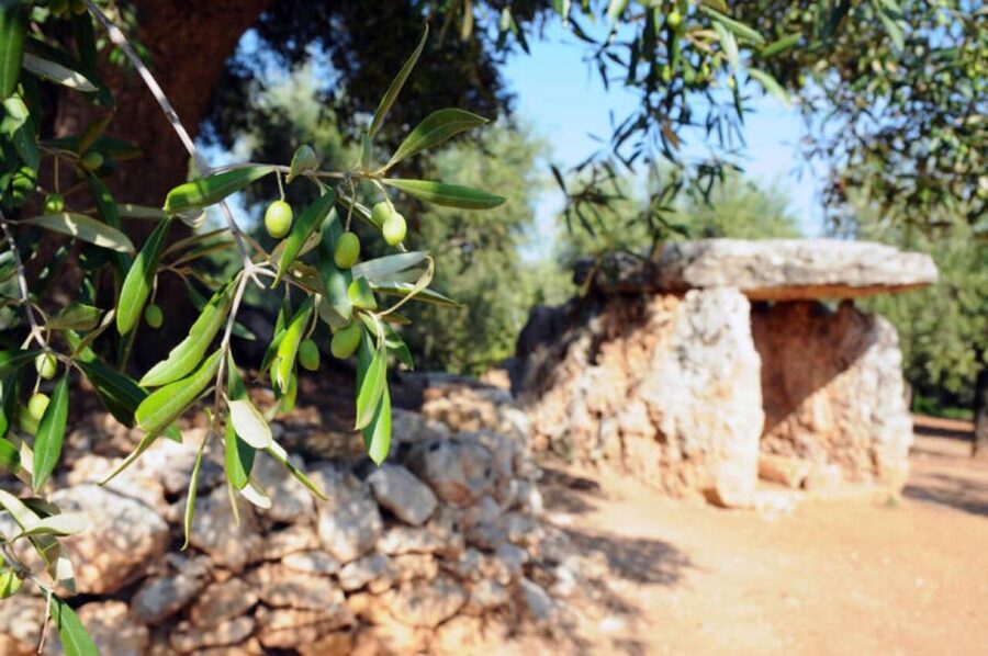 Ostuni: E-bike Tour, Ancient Olive Trees & Oil Tasting - Why the olive groves are the real attraction