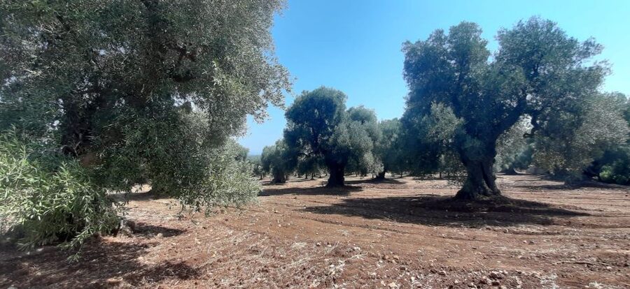 Ostuni: Guided e-bike tour to rock village & olive trees - What Rocco adds to the experience
