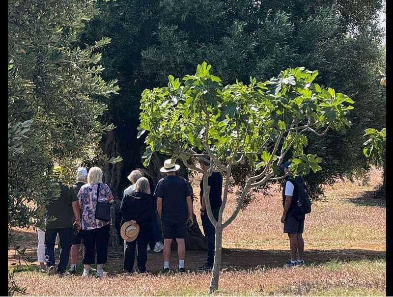 Ostuni: Masseria tour among thousand-year-old olive trees with oil tasting - Key points before you book