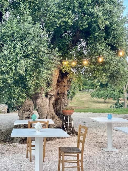 Ostuni: Masseria tour among thousand-year-old olive trees with oil tasting - Why these olive trees matter