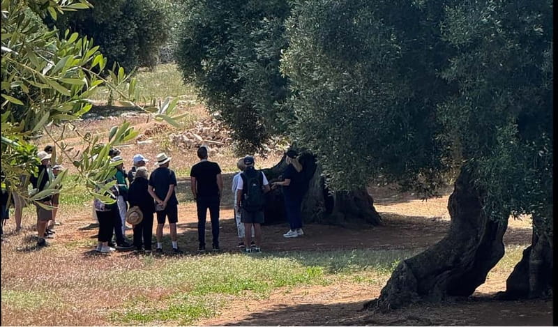 Ostuni: Masseria tour among thousand-year-old olive trees with oil tasting - Seeing the modern mill in action