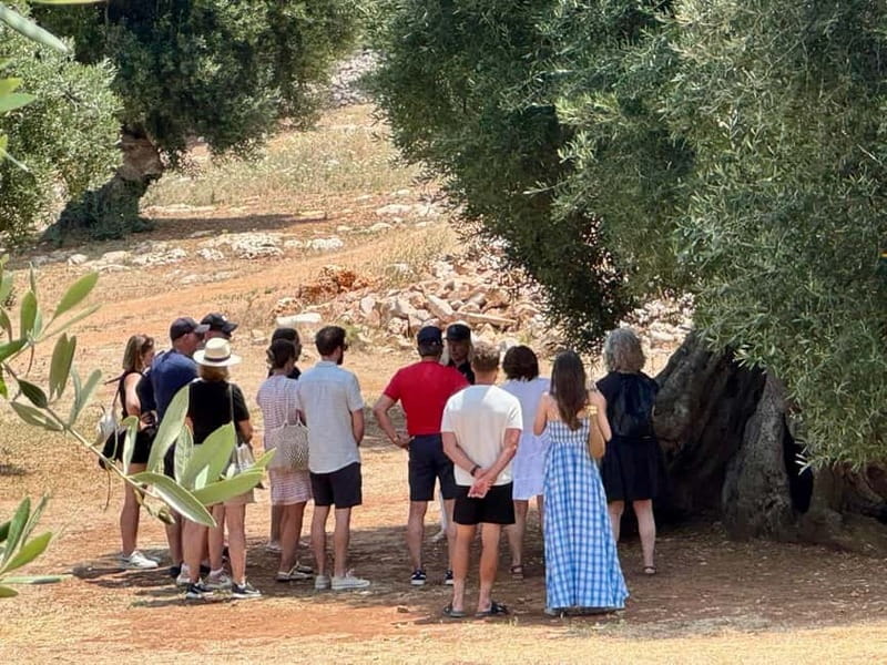 Ostuni: Masseria tour among thousand-year-old olive trees with oil tasting - Timing, language, and getting there