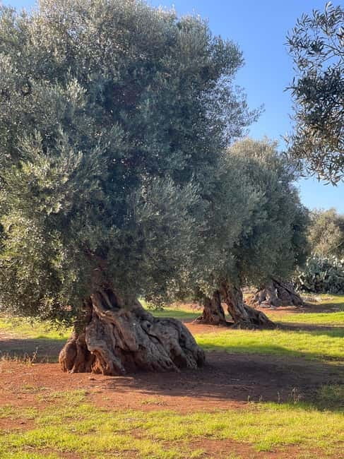 Ostuni: Masseria tour among thousand-year-old olive trees with oil tasting - Booking advice and final verdict