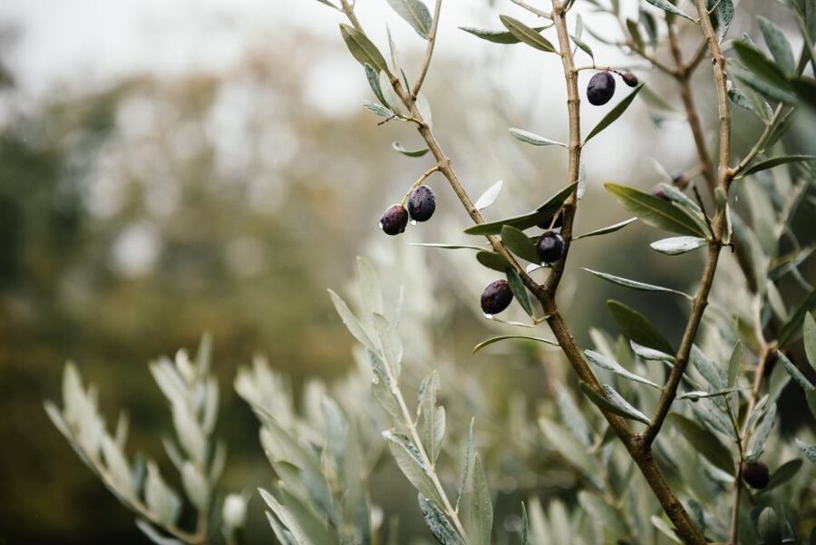 Ostuni: Olive Oil Tasting Tour - Why Masseria Valente makes a good Ostuni side trip