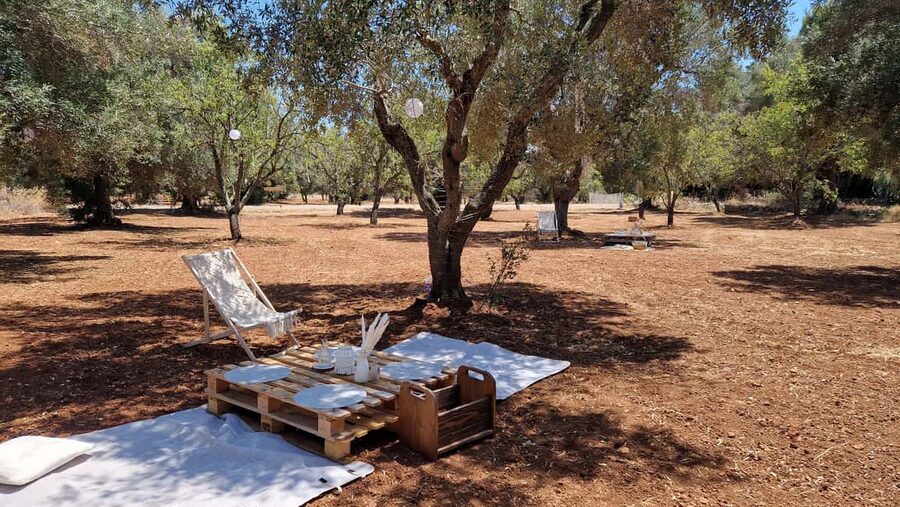 Ostuni: San Vito dei Normani: Organic Picnic in Olive Grove - Key points to know before booking