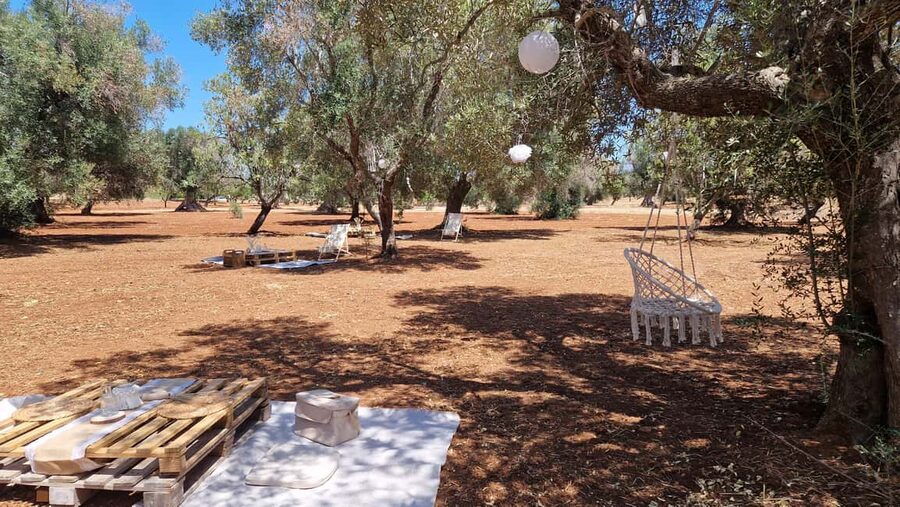 Ostuni: San Vito dei Normani: Organic Picnic in Olive Grove - A quiet olive grove outside Ostuni