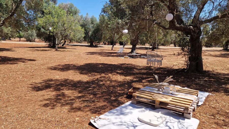 Ostuni: San Vito dei Normani: Organic Picnic in Olive Grove - Local food, attractive presentation, and a practical warning
