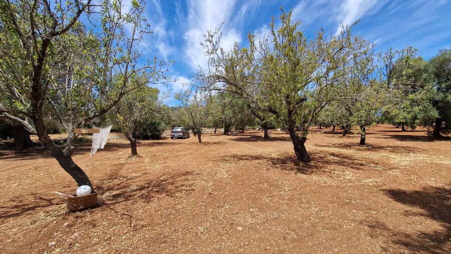 Ostuni: San Vito dei Normani: Organic Picnic in Olive Grove - Badminton, croquet, and simple childhood games